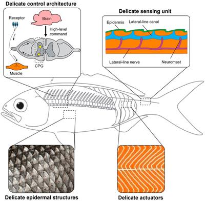 Future bio-inspired robots require delicate structures